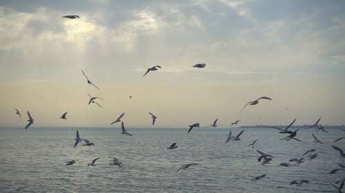 Beautiful Sky and Birds Fly Over the Sea