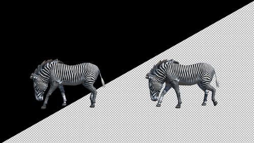 Zebra Walk