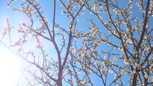 Blooming Tree Branches Against a Clear Blue Sky