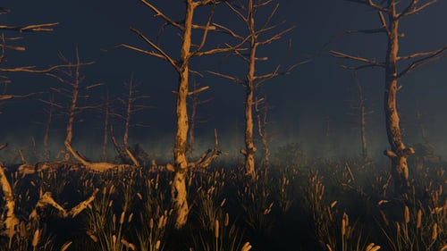 Swamp And Old Trees