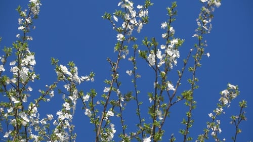 White Blossoms Against a Clear Blue Sky
