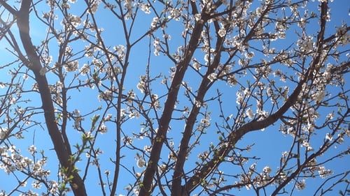 Blossoming Tree Branches Against a Blue Sky