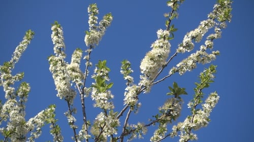 Beautiful Blooming Apple Tree and Clear Blue Sky.