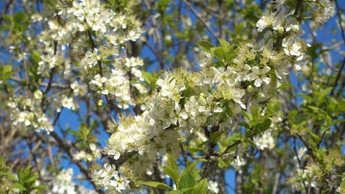 Frühlingsgarten, Blühender Pflaumenbaum.