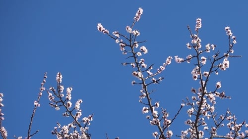 Panorama, printemps, bel abricotier en fleurs.