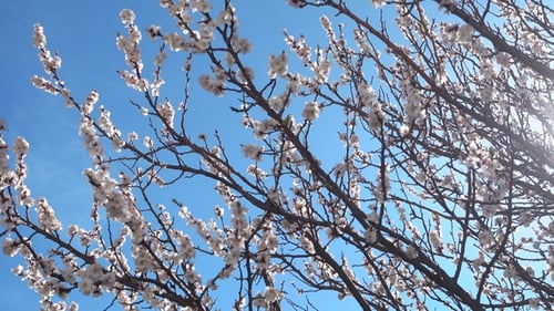 Spring Tree Blossoms Against a Sunny Blue Sky