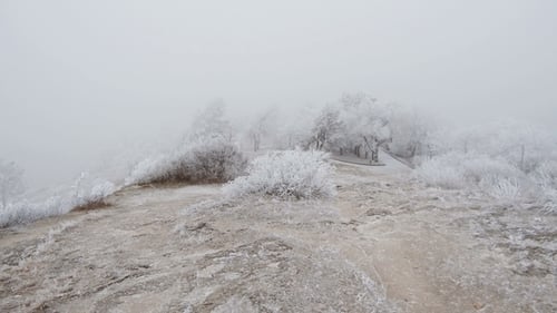 Covered with a Hoarfrost Mountain Glade. Windy and Foggy Weather.