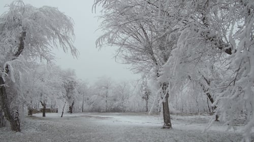 Snow-covered Mountain Glade. Windy and Foggy Weather