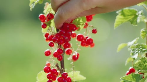 Hand Picking Fresh Red Currants from Bush