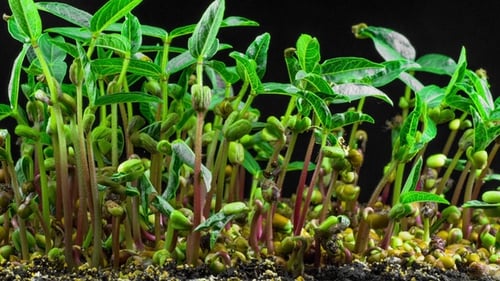 Mung Beans Germination on Black Background