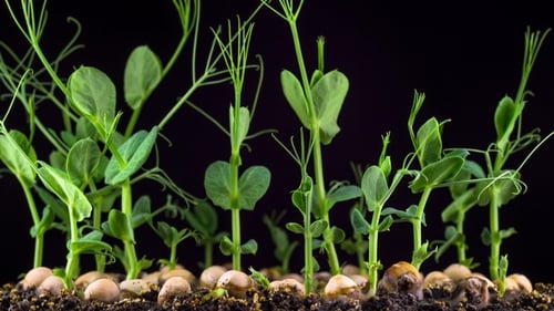 Pea Seeds Sprouting and Growing in Time-Lapse