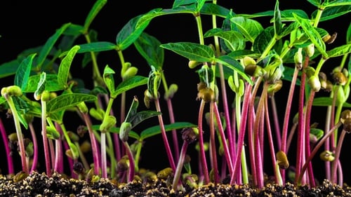 Mung Beans Germination on Black Background