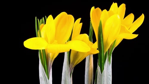 Gelbe Krokusblüte blüht