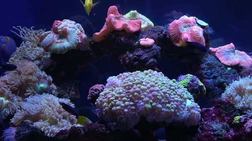 Bright Fish Swim in the Aquarium