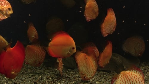 Bright Fish Swim in the Aquarium