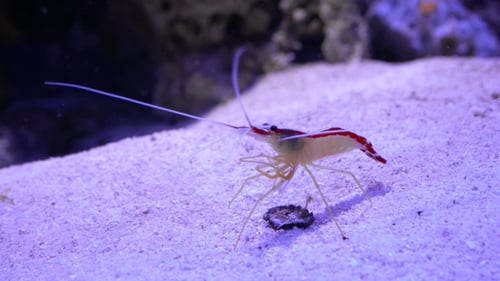 Shrimp Walking in the Aquarium