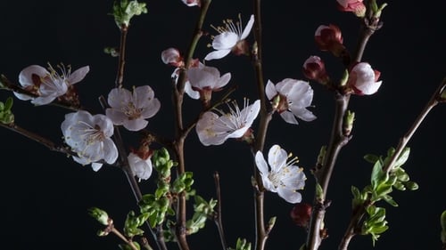 Blühende Marillenblüten