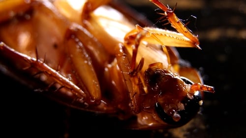 Cockroach 1142