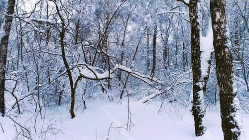 Snowy Branches in Forest. Winter Fairy Background