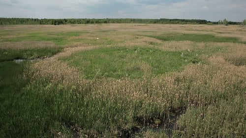 Aerial View of Bog Lands with White Herons Nesting Place