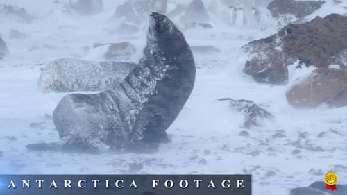 Seal Sits in Snowy Winter Landscape