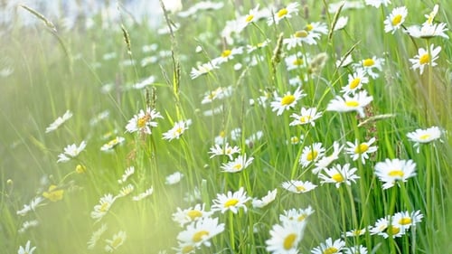 Nature Background with Blossoming Daisy Flowers