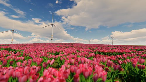 Windmill And Field Of Purple Flowers