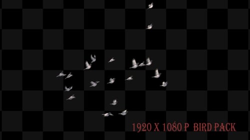 White Birds Flying Flock Transparent Channel Animation