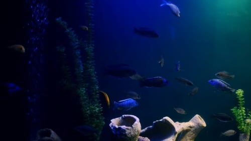 In a Blue Aquarium Slowly Swim Colorful Fish