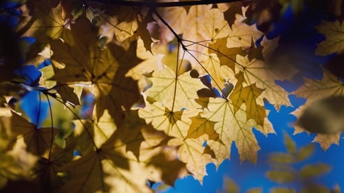 A Branch of Yellow Autumn Leaves