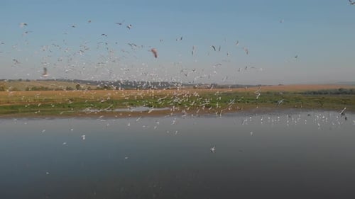 Beautiful Swamp Landscape with Flying Birds