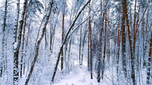 Snowy Branches in Forest. Winter Fairy Background