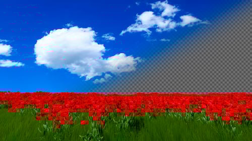 Animated Red Tulip Field with Blue Sky Alpha Channel Loop