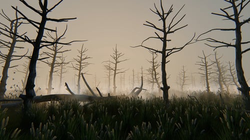 Dark Forest