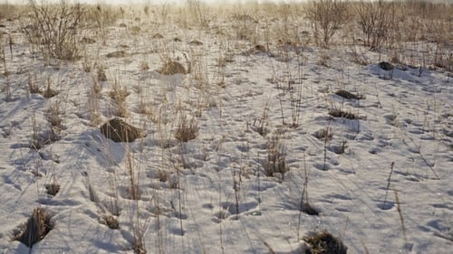 Frosty Winter Meadow on the East Sunrise