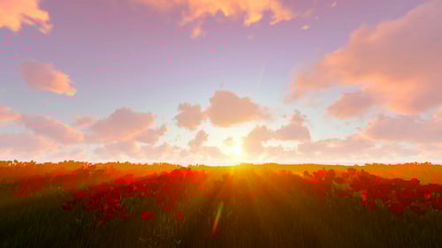 Sunset Over Tulip Field