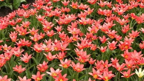 Frühlingsblumenfeld in den Niederlanden