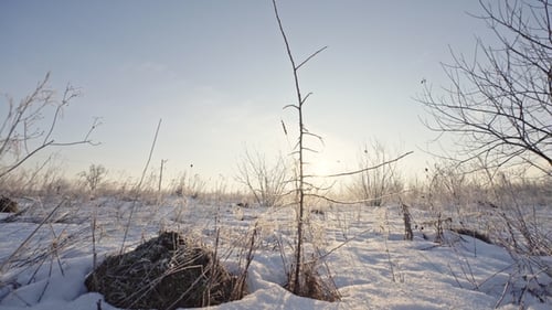 Dry Grass Covered with the Snow, Shined with the Sun