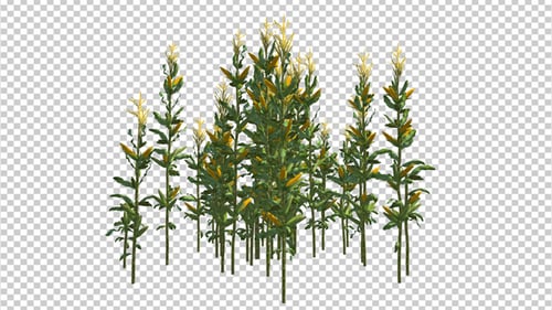 Corn Plant