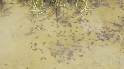 Fischbabys schwimmen im Wasser. Von oben Schuss kleiner Fische, die im seichten Wasser schwimmen