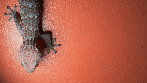 Gecko on the Orange Wall