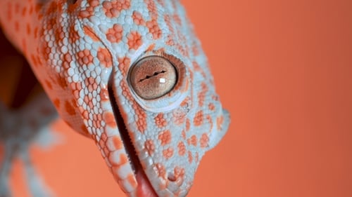 Gecko on the Orange Wall