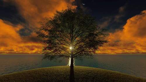 Lonely Tree Silhouette with Golden Sunset Sky and Ocean