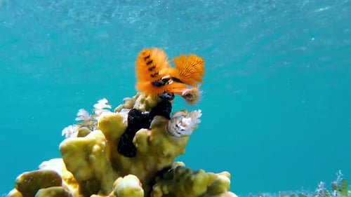 Colorful Fanworm Flourishing on Tropical Coral Reef