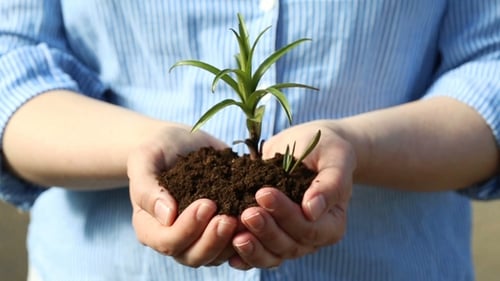 Female's Hands Holding a Small Green Sprout