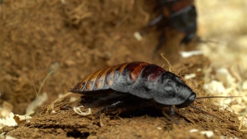 Two Madagascar Cockroach Creeps in the Sawdust Black Background