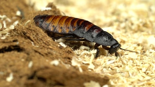 Madagaskar-Kakerlake kriecht im Sägemehl