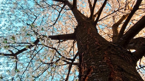 Cherry Tree Blossom at Spring