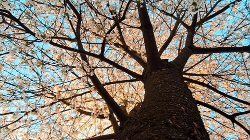 Cherry Tree Blossom at Spring