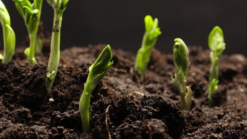 Plant Growing